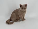 Brits Korthaar kater / Britse Korthaar kater