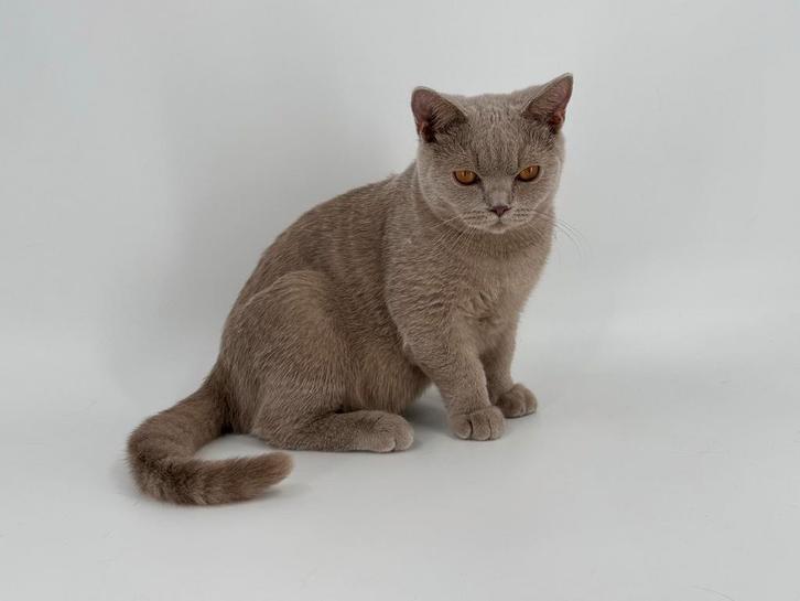 Brits Korthaar kater / Britse Korthaar kater, Dieren en Toebehoren, Katten en Kittens | Raskatten | Korthaar