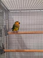 Sint Thomas parkiet pop., Dieren en Toebehoren