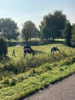 Paarden pensioen voor oudere paarden. 1 plek vrij, 1 paard of pony, Weidegang