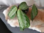 Maranta silver band, Huis en Inrichting, Kamerplanten, Ophalen of Verzenden, Overige soorten, Minder dan 100 cm