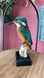 Opgezette vogel, Verzamelen, Dierenverzamelingen, Ophalen of Verzenden, Zo goed als nieuw, Vogel, Opgezet dier