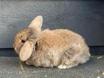 3 lieve konijntjes te koop, Dieren en Toebehoren, Konijnen, Meerdere dieren