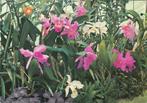Ansichtkaart	London	Kew	Royal Botanic Gardens	Orchideeën, Verzamelen, Ansichtkaarten | Buitenland, Verzenden, 1960 tot 1980, Gelopen