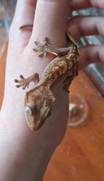 2 jonge wimper geckos, 0 tot 2 jaar, Tam, Hagedis