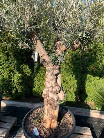 Olijfboom Macto Bonsai Piel Tortuga beschikbaar voor biedingen