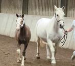 Te koop: zeer bijzonder Freiberger hengstveulen, Minder dan 160 cm, Gechipt, Niet van toepassing, 0 tot 2 jaar