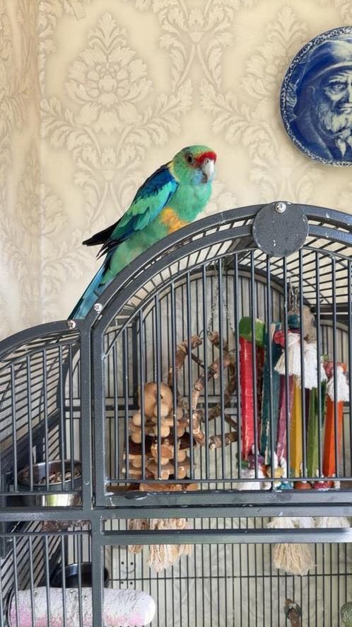Bernardsparkiet, Dieren en Toebehoren, Vogels | Parkieten en Papegaaien, Parkiet, Mannelijk, Pratend