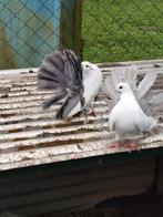 6 pauwstaartduiven te koop, Dieren en Toebehoren, Vogels | Duiven, Mannelijk, Postduif