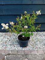 Lagerstroemia Natchez, Overige soorten, Volle zon, Vaste plant, Ophalen of Verzenden