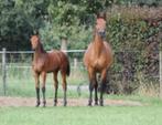 v. Lord Pezi Junior x Wandor van de Mispelaere x Cento fo, Merrie, Springpaard, 7 tot 10 jaar, Onbeleerd
