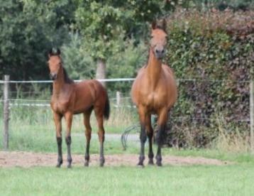 v. Lord Pezi Junior x Wandor van de Mispelaere x Cento fo beschikbaar voor biedingen