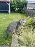 Kittens bengaal- blauwe rus, Dieren en Toebehoren, Katten en Kittens | Overige Katten, Meerdere dieren, 0 tot 2 jaar