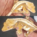 Uitverkoop WimperGecko, Dieren en Toebehoren, Reptielen en Amfibieën, Overige soorten, Tam, 0 tot 2 jaar