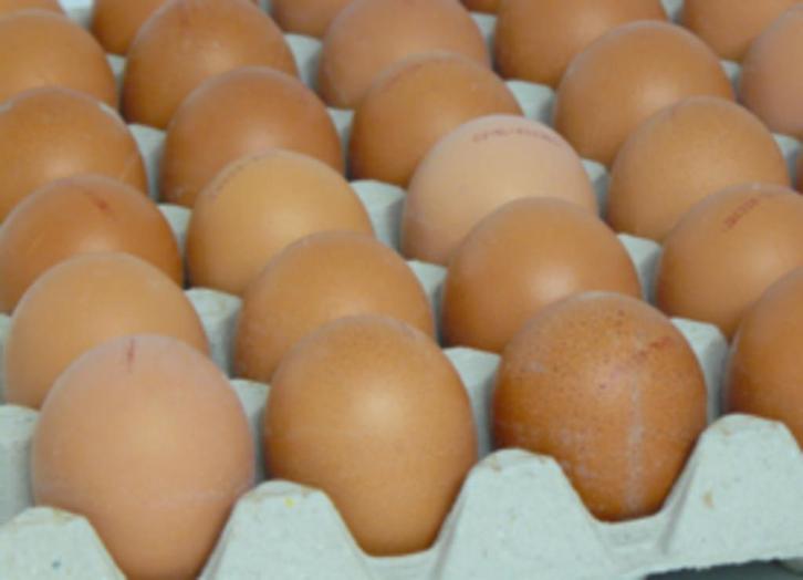 Broedeieren bruine legkip Lohmann Brown, Dieren en Toebehoren, Pluimvee, Kip, Geslacht onbekend