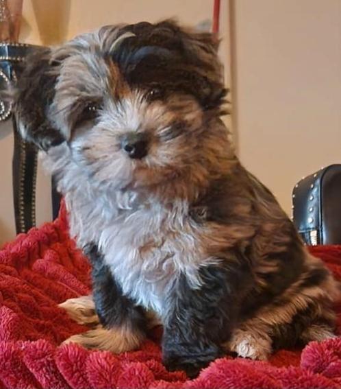 Merle boomer pup teefje, Dieren en Toebehoren, Honden | Chihuahua's en Gezelschapshonden, Teef, Overige rassen, Particulier, Eén hond