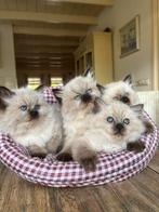 Prachtige Ragdoll kittens, Dieren en Toebehoren, Katten en Kittens | Raskatten | Langhaar, Meerdere dieren, Ontwormd, 0 tot 2 jaar