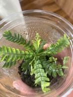 Terrariumplant biophytum sensitivum snowman, Huis en Inrichting, Kamerplanten, Ophalen of Verzenden, Overige soorten, Minder dan 100 cm