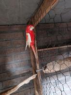 ROSSELA RUBINO MANNTJE TE KOOP, Meerdere dieren, Parkiet