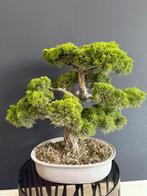 Bonsai jeneverbes Juniperus chinensis Itoigawa, Tuin en Terras, Planten | Bomen, Bloeit niet, Overige soorten, Minder dan 100 cm