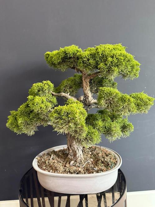 Bonsai jeneverbes Juniperus chinensis Itoigawa, Tuin en Terras, Planten | Bomen, Overige soorten, Minder dan 100 cm, Volle zon