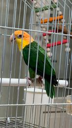Caique Roestkop Grondij Pop 2024 Süper Tam, Dieren en Toebehoren, Vrouwelijk, Papegaai, Geringd