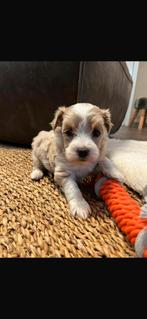 Lieve Maltipoo (maltezer x poedel) pups, Dieren en Toebehoren, Honden | Niet-rashonden, CDV (hondenziekte), 8 tot 15 weken, Meerdere