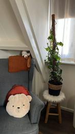 Kamerplant icl. Pot, Huis en Inrichting, Ophalen, Halfschaduw, 100 tot 150 cm