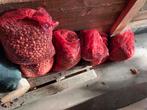 Handgeraapte, schone eikels, Dieren en Toebehoren, Ophalen