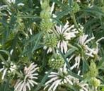 leonotis leonurus alba, Tuin en Terras, Planten | Tuinplanten, Zomer, Ophalen of Verzenden
