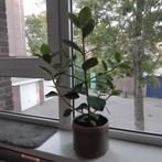 Gratis kamerplant zonder pot, Ophalen, Overige soorten, Minder dan 100 cm