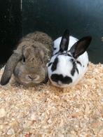Gecastreerde konijnen | Lieve, jonge hangoordwerg konijnen!, Dieren en Toebehoren, Konijnen, Mannelijk, Dwerg, 0 tot 2 jaar, Hangoor