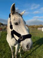 Spaanse E pony(Elvita), Dieren en Toebehoren, Ophalen of Verzenden