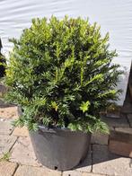 Schitterende taxusbollen in alle maten, Ophalen of Verzenden, Taxus, Struik, Minder dan 100 cm