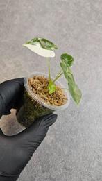 Alocasia Frydek Variegata, Ophalen of Verzenden, Halfschaduw, Minder dan 100 cm