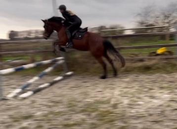 Verzorgpony/paard gezocht beschikbaar voor biedingen