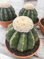 Cactus Melocactus Maxonii Inermis in de 16 cm schaal., Ophalen of Verzenden, Minder dan 100 cm, Bloeiende kamerplant, Volle zon