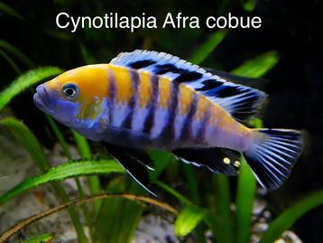 Cynotilapia Afra Cobue f1 ( Malawi cichlide )  beschikbaar voor biedingen