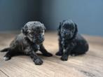 Tekoop nog 2 prachtige Shipoo pups, Dieren en Toebehoren, Overige rassen, 8 tot 15 weken, Meerdere, Meerdere dieren
