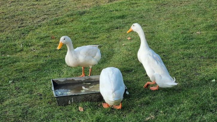 Broedeieren Indische loopeend wit, Dieren en Toebehoren, Vogels | Toebehoren, Nieuw, Ophalen