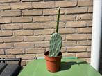 Opuntia cactus, Tuin en Terras, Volle zon, Vaste plant, Zomer, Ophalen