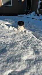 Friese Stabij pups ras, Dieren en Toebehoren, Honden | Retrievers, Spaniëls en Waterhonden, 8 tot 15 weken, Parvo, Meerdere, Nederland