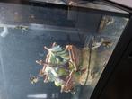 Pterophyllum scalare (maanvis), Vis