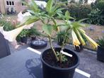 Brugmansia zalmkleurig, Ophalen of Verzenden, Zomer, Overige soorten, Halfschaduw