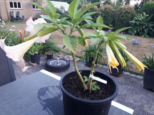Brugmansia zalmkleurig, Tuin en Terras, Planten | Tuinplanten, Overige soorten, Halfschaduw, Zomer, Ophalen of Verzenden
