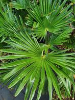 Trachycarpus Fortunei / winterharde palm / multistam ‼️, Tuin en Terras, Planten | Bomen, In pot, Lente, Volle zon, Ophalen