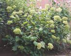 Grote hortensia 'Annabelle' roomwit, Vaste plant, Halfschaduw, Zomer, Ophalen