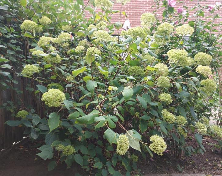 Grote hortensia 'Annabelle' roomwit, Tuin en Terras, Planten | Tuinplanten, Vaste plant, Overige soorten, Halfschaduw, Zomer, Ophalen