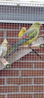 Bergparkieten, Dieren en Toebehoren, Geslacht onbekend, Parkiet