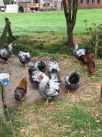 Wyandotte groot, Dieren en Toebehoren, Pluimvee, Meerdere dieren, Kip
